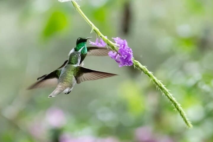 Mindo Birdwatching Tour — Ecuador Western Andes Birding Hotspots photo 3
