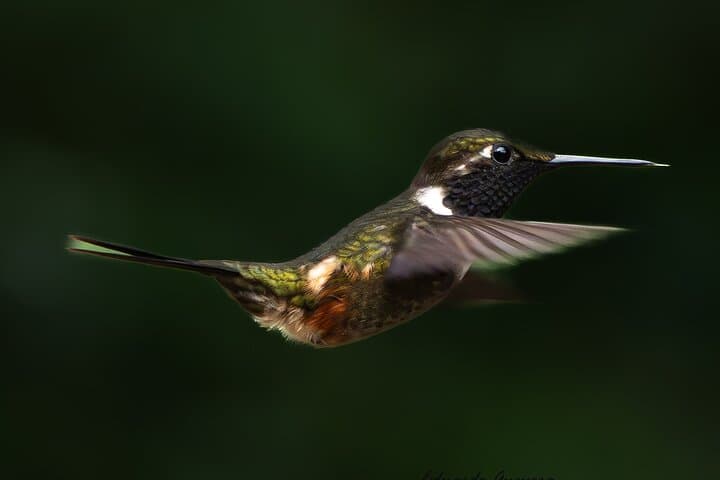 Mindo Birdwatching Tour — Ecuador Western Andes Birding Hotspots