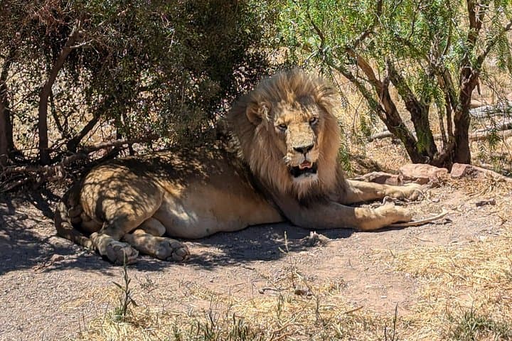 Aquila Game Reserve Safari: Big 5 Private Day Trip from Cape Town photo 2