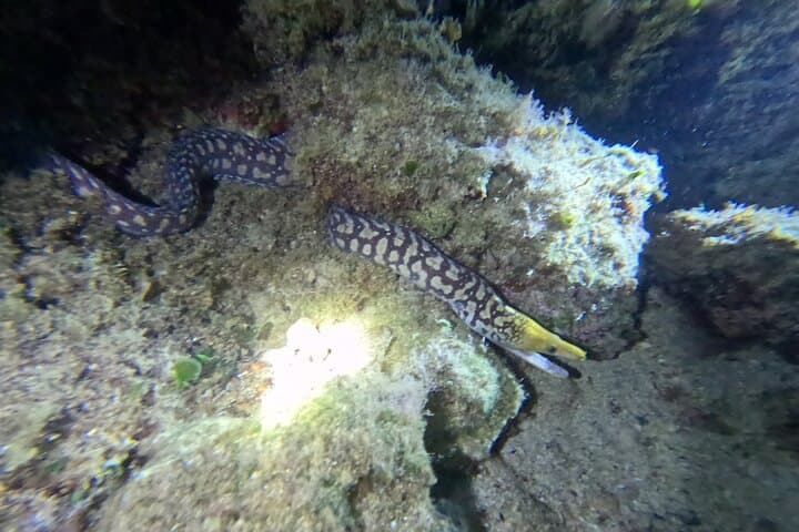 Chania Night Dive in Almyrida: Guided Scuba for Certified Divers photo 4