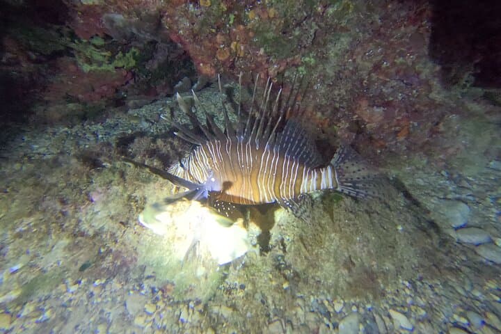 Chania Night Dive in Almyrida: Guided Scuba for Certified Divers photo 3