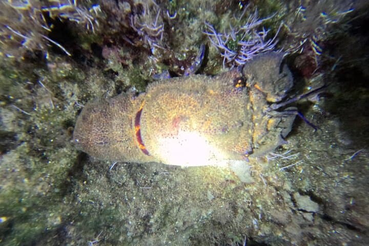 Chania Night Dive in Almyrida: Guided Scuba for Certified Divers photo 5