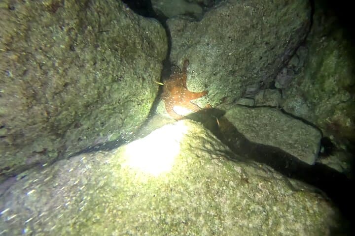 Chania Night Dive in Almyrida: Guided Scuba for Certified Divers photo 6