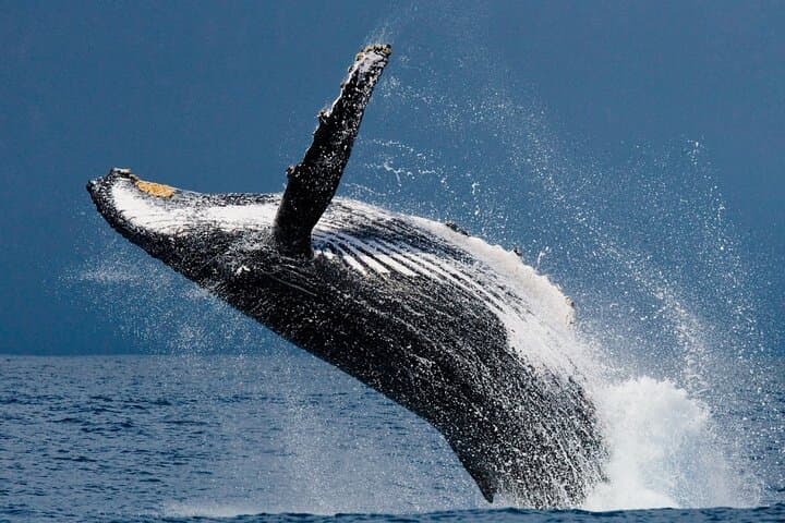 Ketchikan Ultimate Whale Watching: Luxury Wildlife & Wilderness Dining Cruise