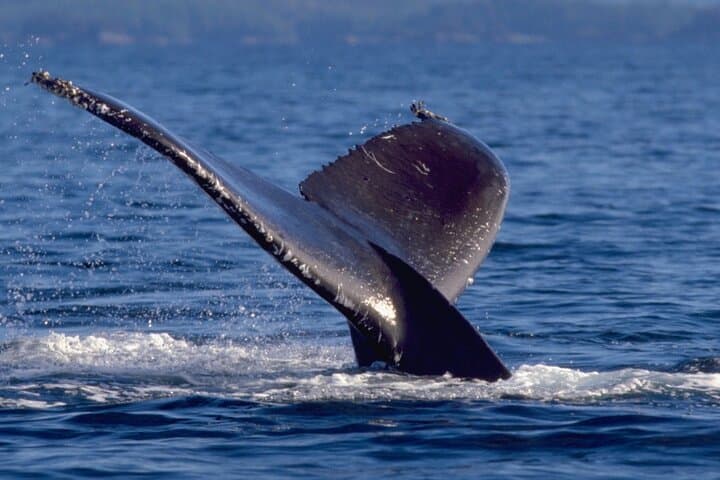Ketchikan Ultimate Whale Watching: Luxury Wildlife & Wilderness Dining Cruise photo 4