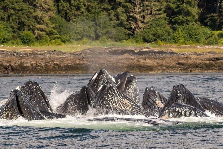 Ketchikan Ultimate Whale Watching: Luxury Wildlife & Wilderness Dining Cruise photo 3