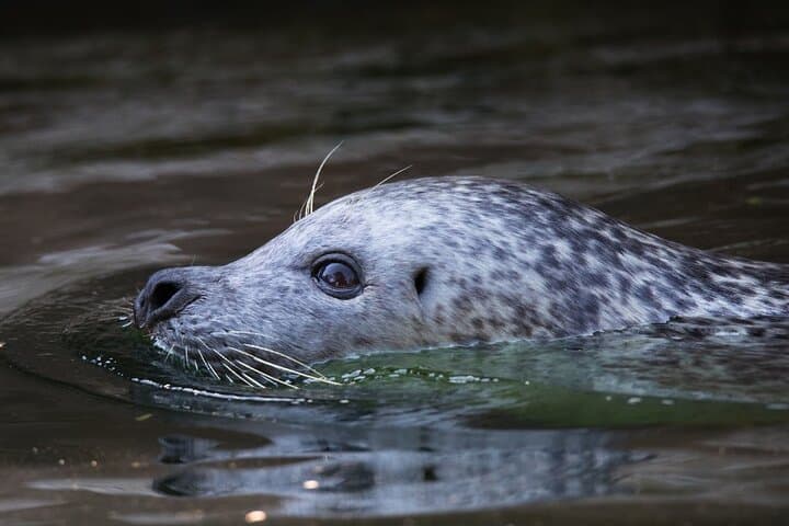 Ketchikan Ultimate Whale Watching: Luxury Wildlife & Wilderness Dining Cruise photo 5