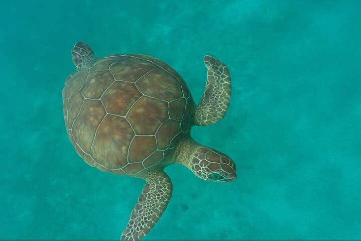 Private Aruba Morning: Swim with Turtles, Cave Pool Cliff Jump & Floating Breakfast photo 3