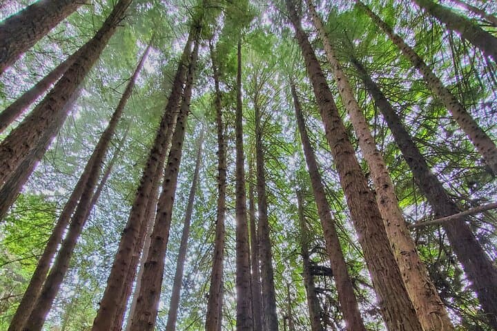 Haleakalā Highs: Private Maui Redwood Hiking Experience in Kula photo 2