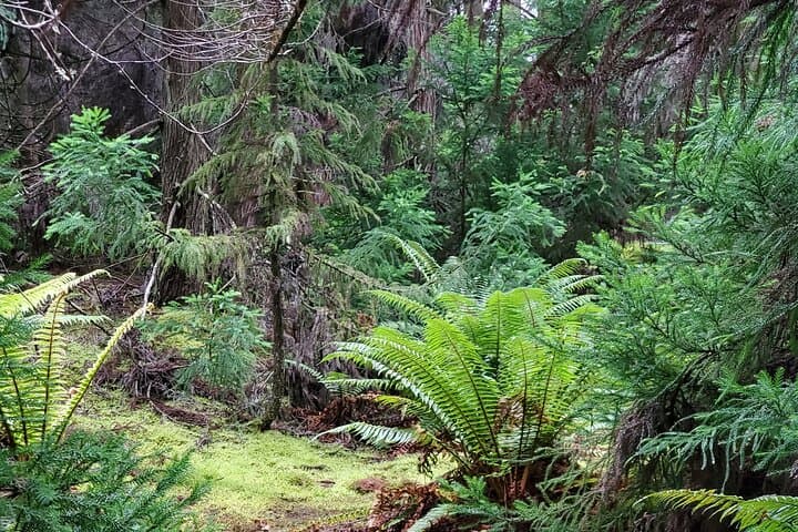 Haleakalā Highs: Private Maui Redwood Hiking Experience in Kula photo 3