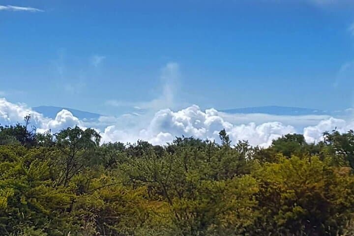 Haleakalā Highs: Private Maui Redwood Hiking Experience in Kula photo 5