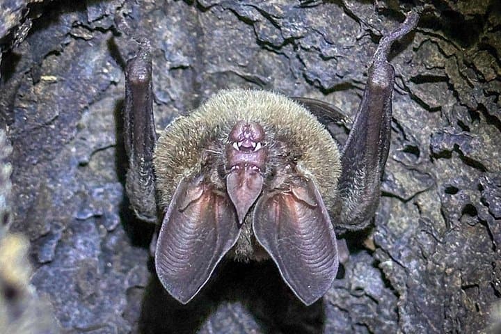 Tortuguero Night Walk: Discover Frogs, Sloths & Nocturnal Rainforest Life photo 3