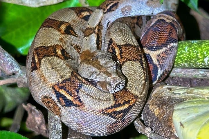 Tortuguero Night Walk: Discover Frogs, Sloths & Nocturnal Rainforest Life photo 4