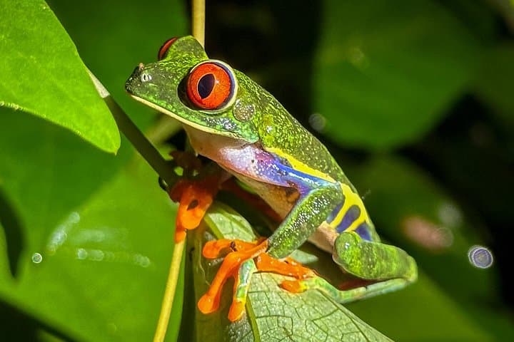 Tortuguero Night Walk: Discover Frogs, Sloths & Nocturnal Rainforest Life photo 2
