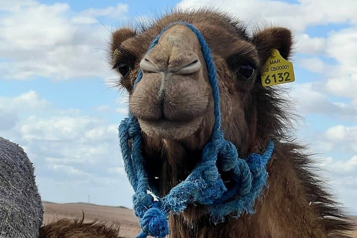 Marrakech to Agafay & Merzouga: Full-Day Desert and Culture Adventure photo 5