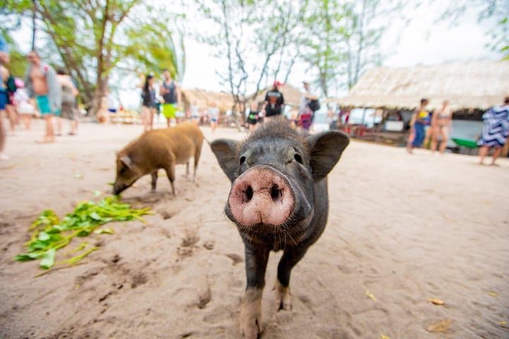Pig Island and Koh Taen Speedboat Snorkel Tour from Koh Samui photo 3
