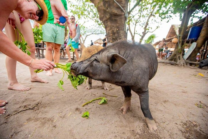 Pig Island and Koh Taen Speedboat Snorkel Tour from Koh Samui photo 4