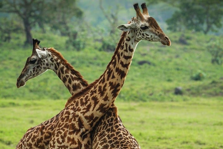Day Safari to Arusha National Park: Mount Meru, Colobus Monkeys & Birding photo 1