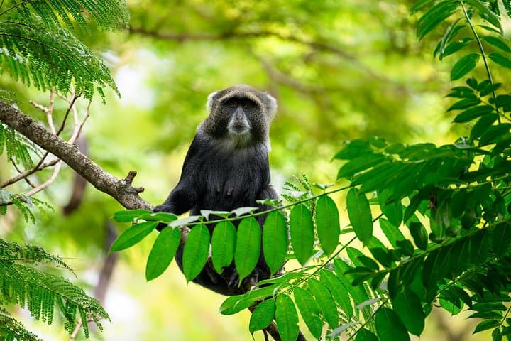 Day Safari to Arusha National Park: Mount Meru, Colobus Monkeys & Birding photo 4