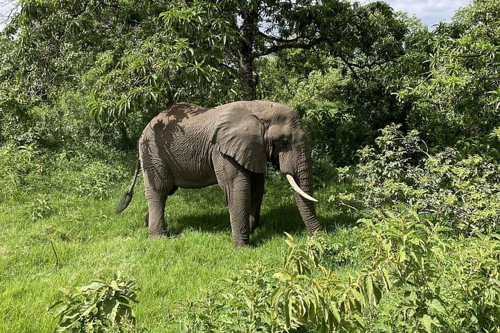 Day Safari to Arusha National Park: Mount Meru, Colobus Monkeys & Birding photo 2