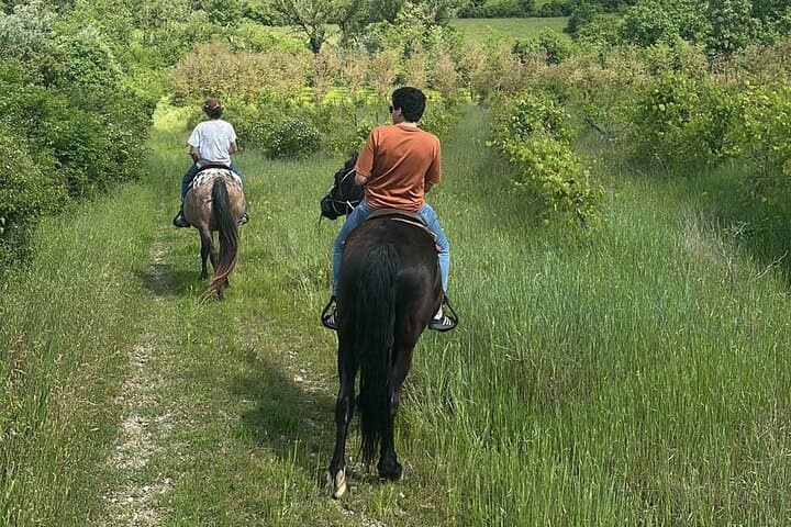 Chianti Horseback Ride and Farm-to-Table Tuscan Meal from Florence photo 4
