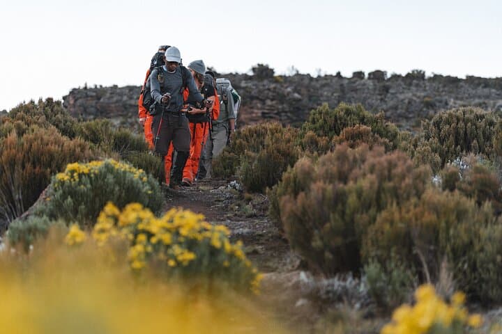 Kilimanjaro Lemosho Route: 8-Day Guided Ascent to Uhuru Peak photo 2