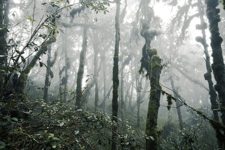 Kilimanjaro Machame Route 7-Day Climb — Practical Guide to Uhuru Peak photo 3