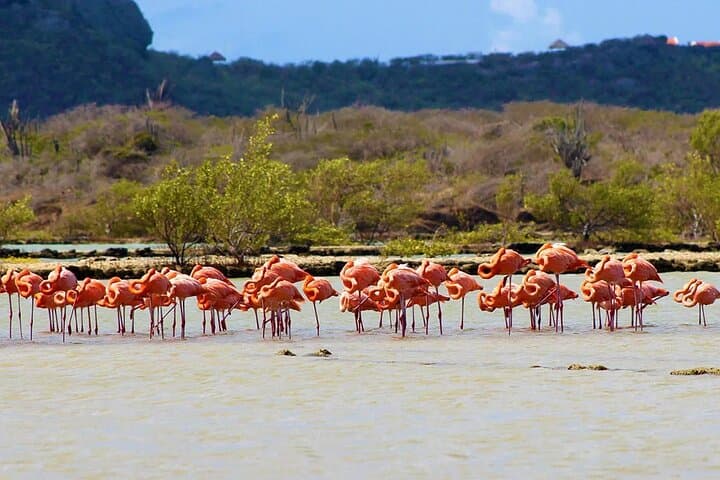 Go West ATV Tour Curaçao: Off-Road Clay Desert, Salt Flats & Kokomo Beach photo 6