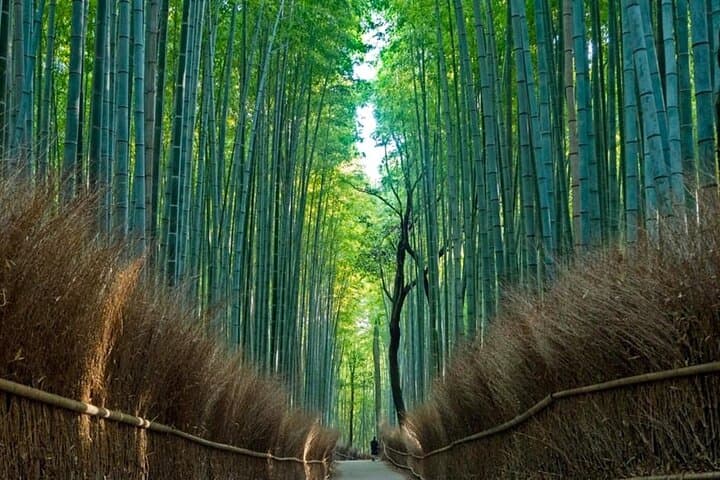 Kyoto & Nara Day Trip from Osaka or Kyoto — Arashiyama, Nara Park & Fushimi Inari photo 2