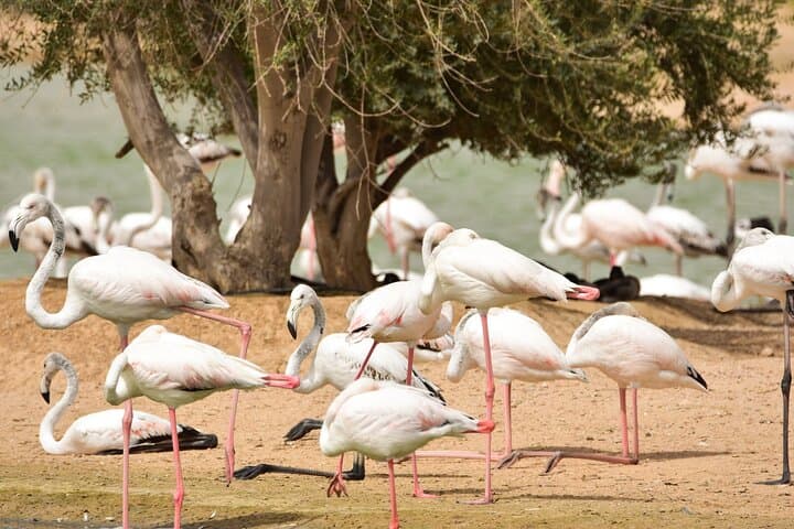 Desert Evenings: Love Lake & Flamingo Lake with Al Hadheerah Dinner Show