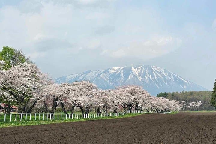 Mt Iwate Panorama Cycling Tour — Ebike Countryside Ride & Farm Lunch photo 2