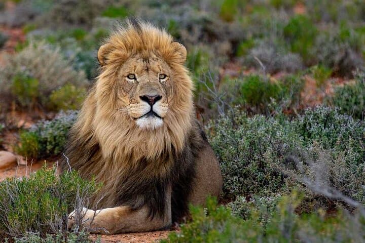 Big Five Day Safari at Aquila Private Game Reserve from Cape Town