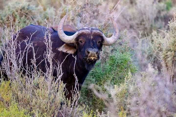Big Five Day Safari at Aquila Private Game Reserve from Cape Town photo 3