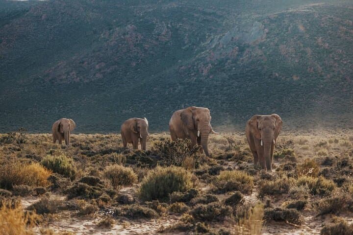 Big Five Day Safari at Aquila Private Game Reserve from Cape Town photo 4