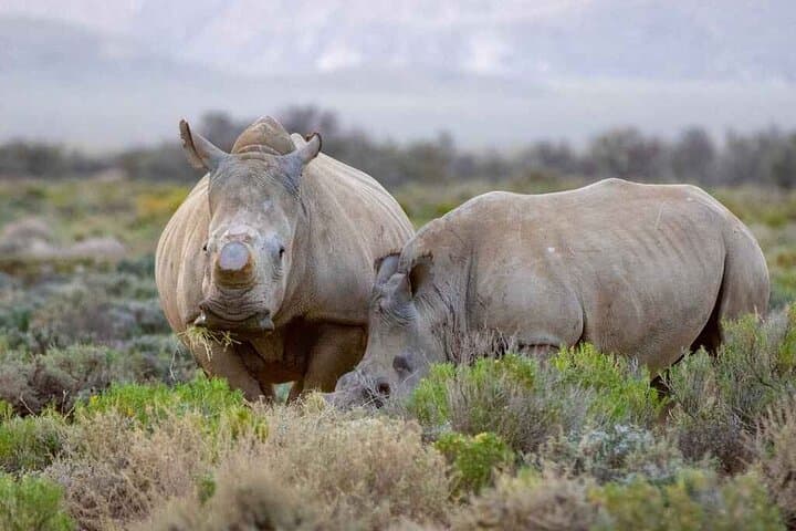 Big Five Day Safari at Aquila Private Game Reserve from Cape Town photo 6