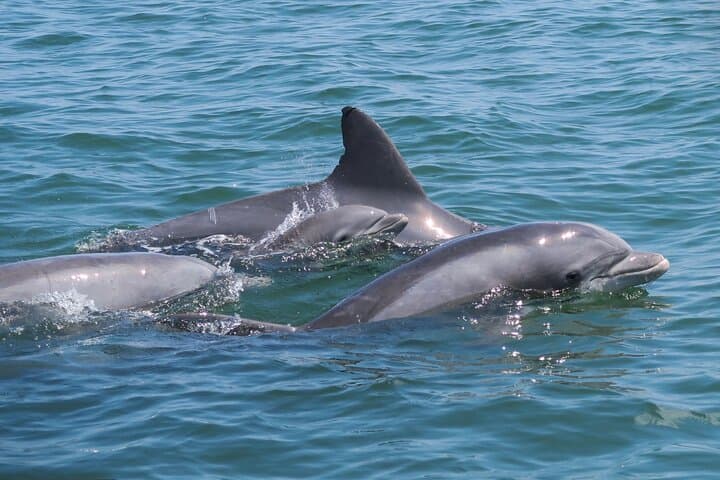 Private Assateague Pony Cruise from Ocean City: 1-Hour Skiff Charter photo 3
