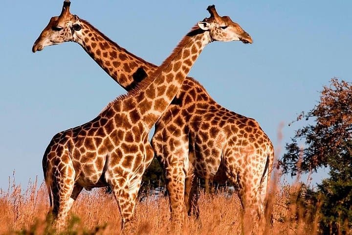 Nairobi National Park Game Drive: 4-Hour Safari Near Nairobi photo 1