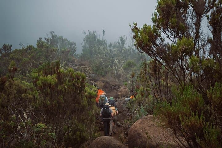 Kilimanjaro Lemosho Route: 8-Day Guided Ascent to Uhuru Peak photo 3