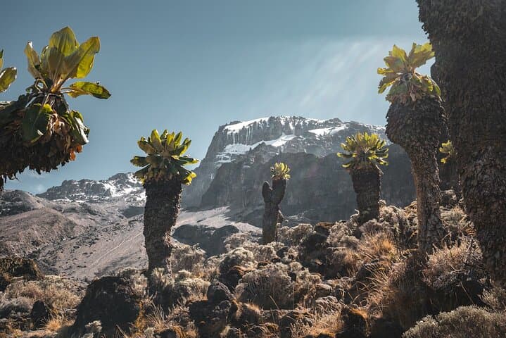 Kilimanjaro Lemosho Route: 8-Day Guided Ascent to Uhuru Peak