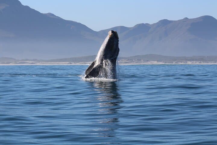 Hermanus Whale Watching: Best Boat Tours May–December photo 5