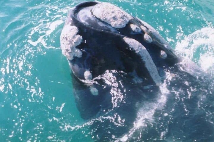 Hermanus Whale Watching: Best Boat Tours May–December photo 6