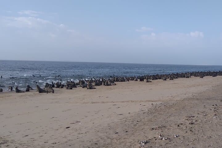 Pelican Point 4x4 Peninsula Drive: Walvis Bay Seal Colony & Pink Lakes photo 1