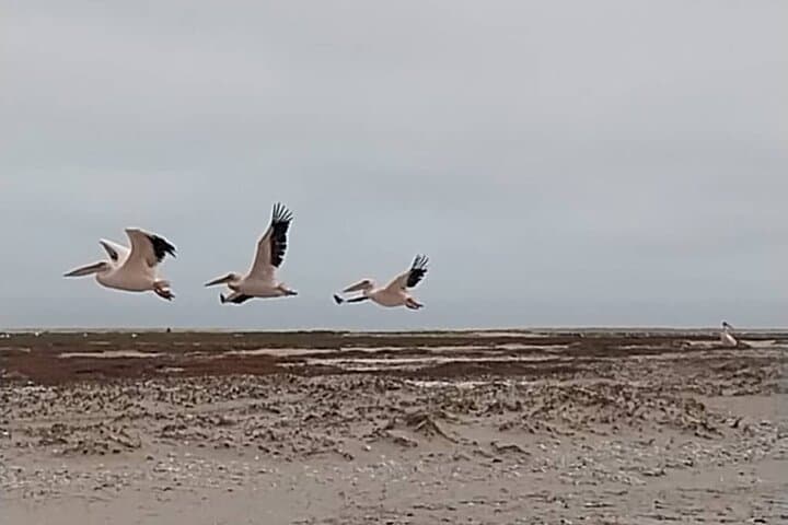 Pelican Point 4x4 Peninsula Drive: Walvis Bay Seal Colony & Pink Lakes photo 3