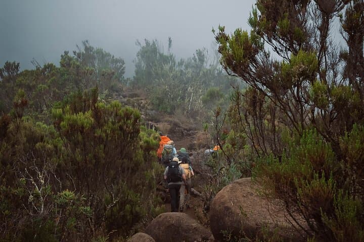 Summit Kilimanjaro via the Marangu Route — 6-Day Hut-to-Hut Climb photo 3