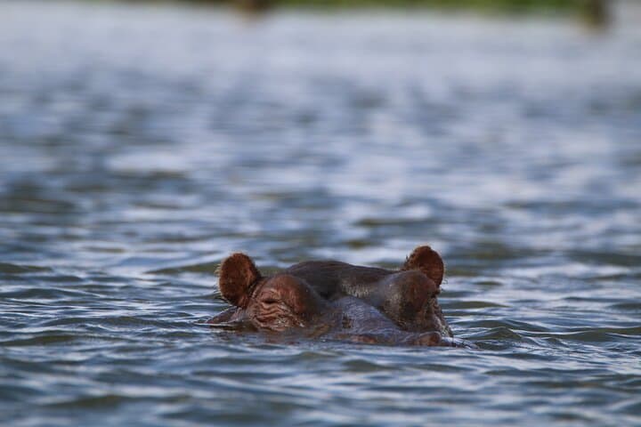 7-Day Budget Safari: Masai Mara, Lake Nakuru, Naivasha & Amboseli photo 6