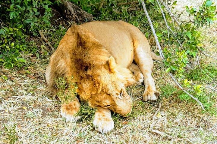 Budget 7-Day Safari: Masai Mara, Lake Nakuru, Naivasha & Amboseli photo 2