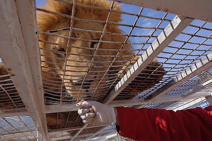 Safari Park near Santiago: Guided Big-Cat and Herbivore Safaris from Santiago photo 3