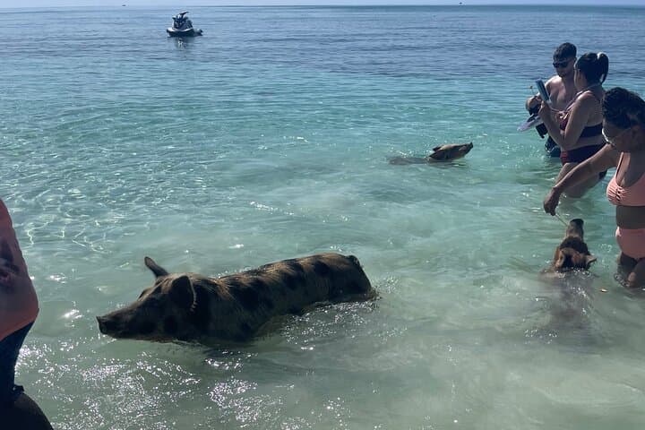 Swim with the Pigs Freeport — Beachfront Pig Encounter in Grand Bahama photo 6