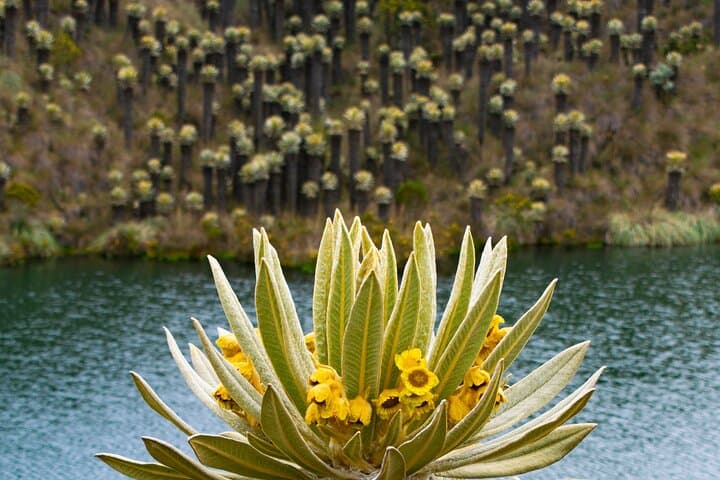 Chingaza Páramo Day Tour from Bogotá — Guided Visit to Glacial Lagoons photo 4