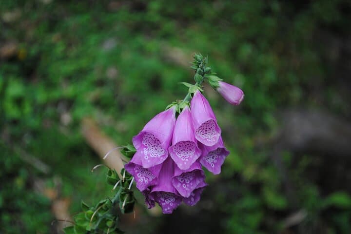 Hiking La Chorrera: Colombia's Tallest Waterfall Day Hike from Bogotá photo 2